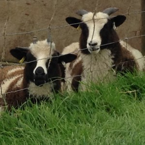 Jacob sheep at The Cotswold Farm Park